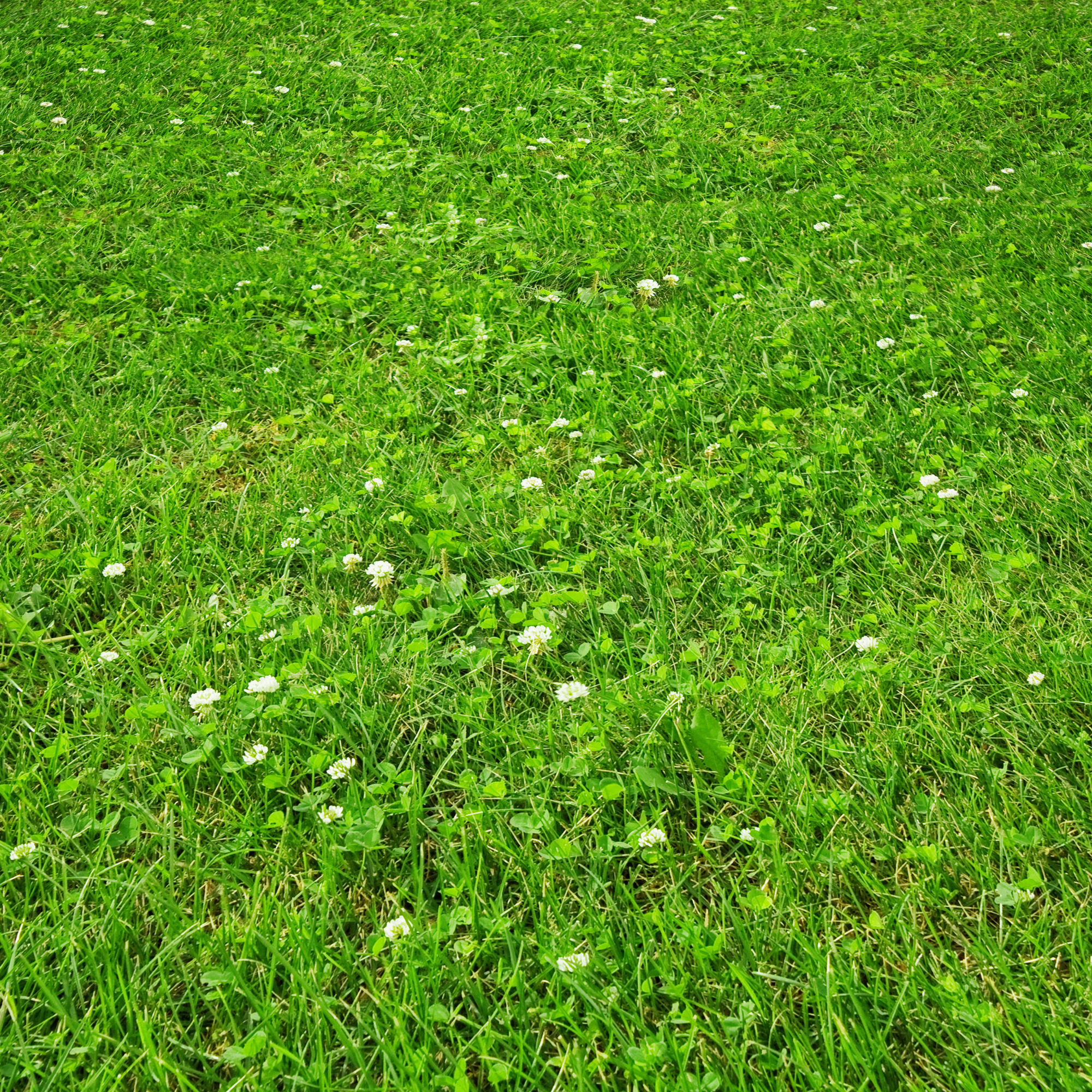 PetLawn™ Pet-Safe Lawn Mix