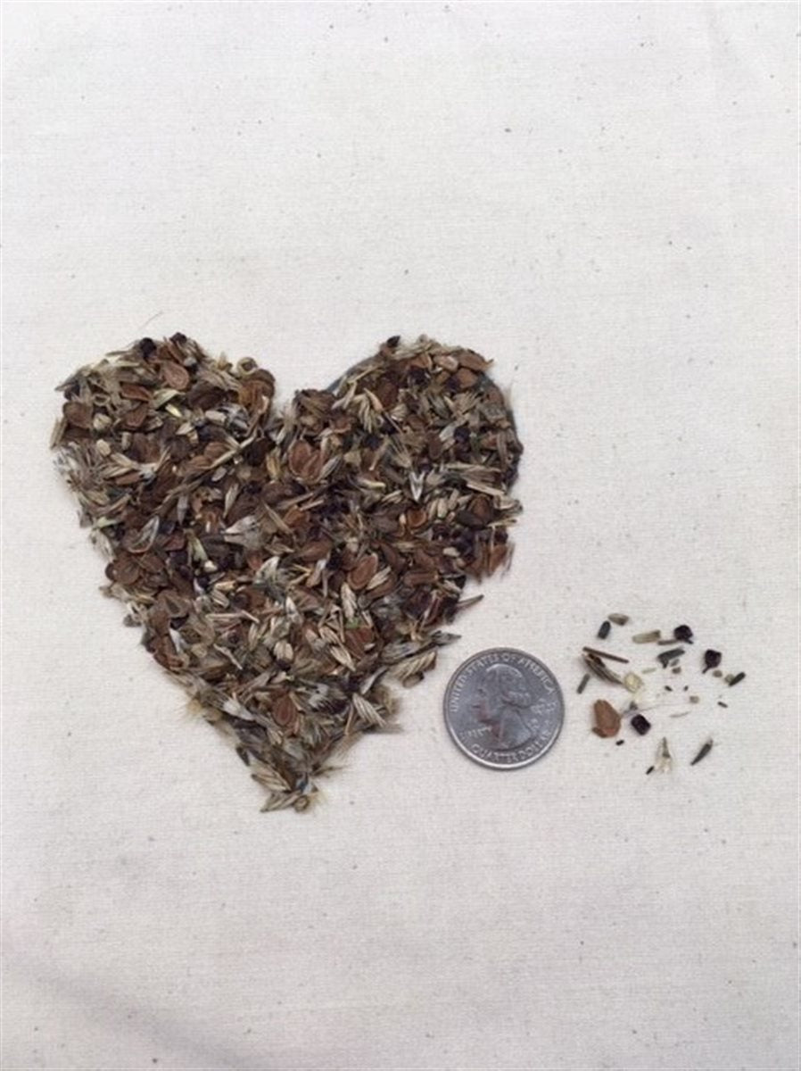 Monarch Meadow Native Mix – Wildflower & Native Grass Seed Blend for Pollinators