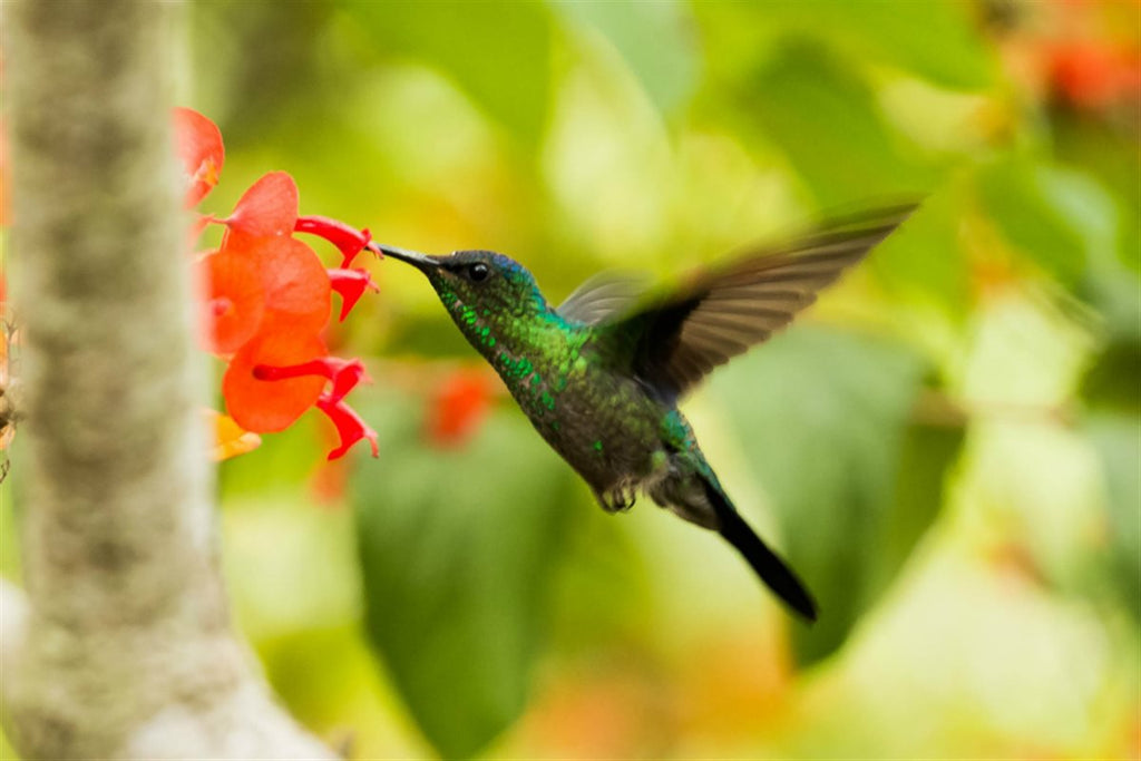 Hummingbird Haven Seed Mix