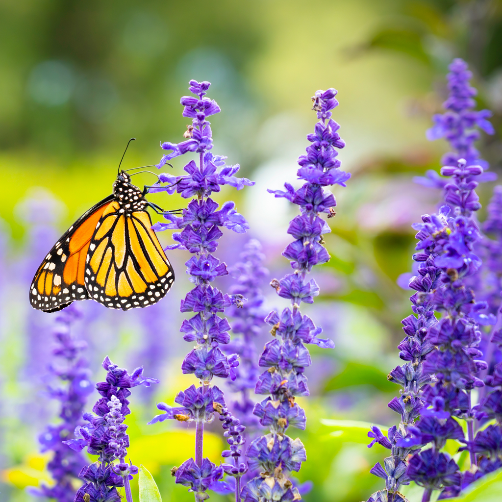 Monarch Meadow Seed Mix