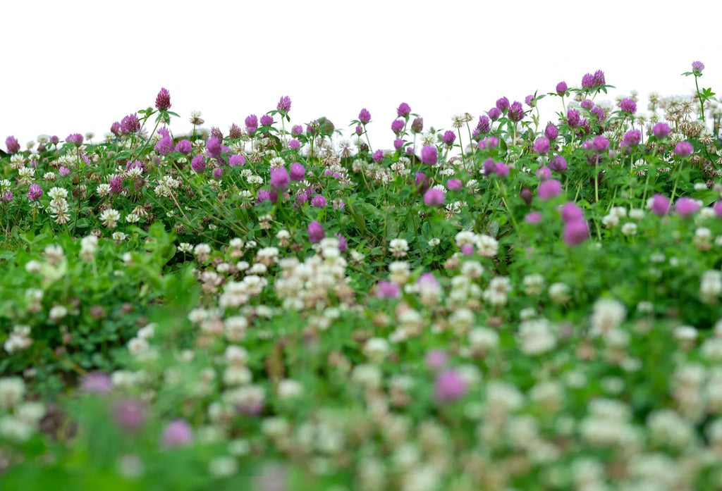 No-Mow Clover Lawn Mix