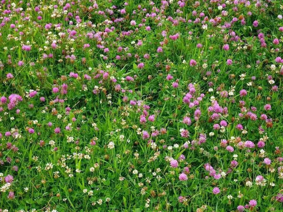 No-Mow Clover Lawn Mix