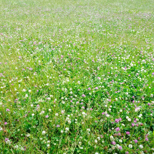 No-Mow Clover Lawn Mix