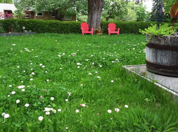 No-Mow Clover Lawn Mix