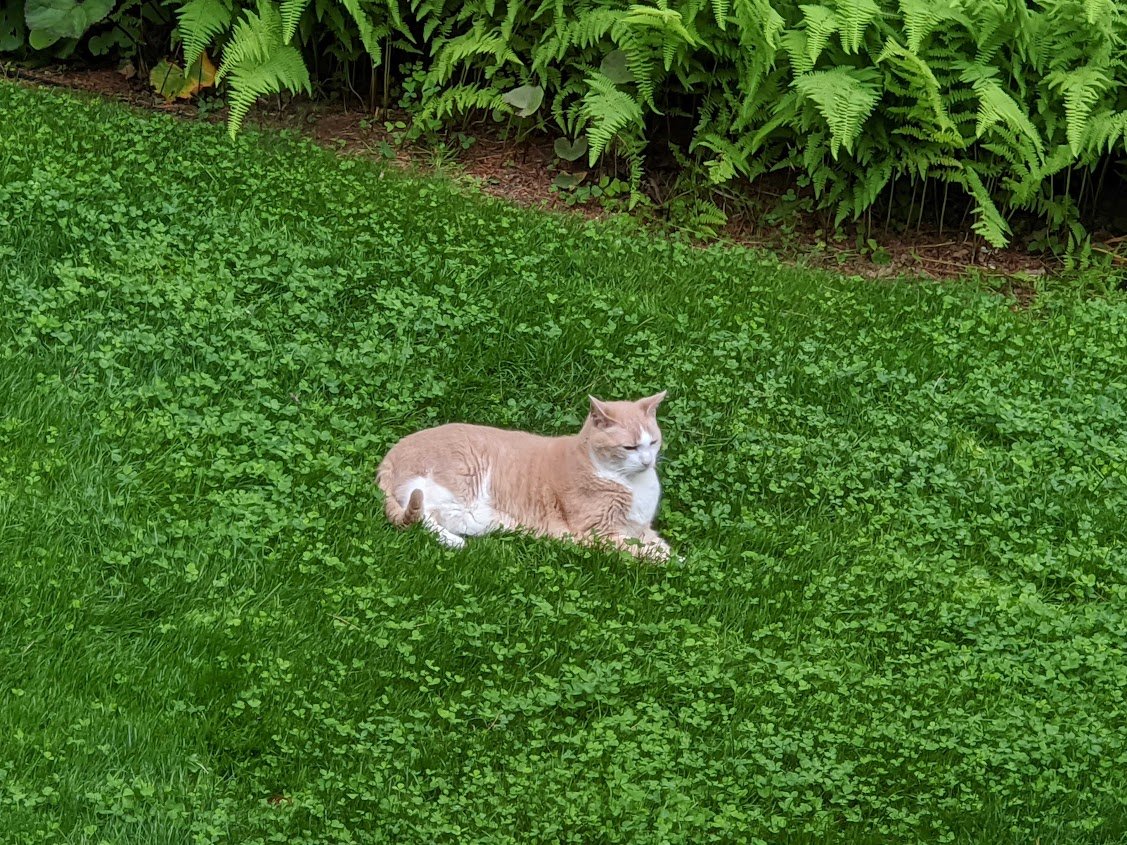PetLawn™ Pet-Safe Lawn Mix