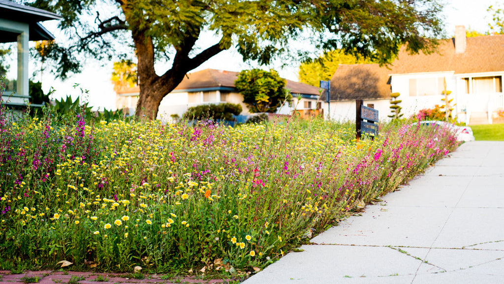 Meadowscaping Lawn Seed Mix