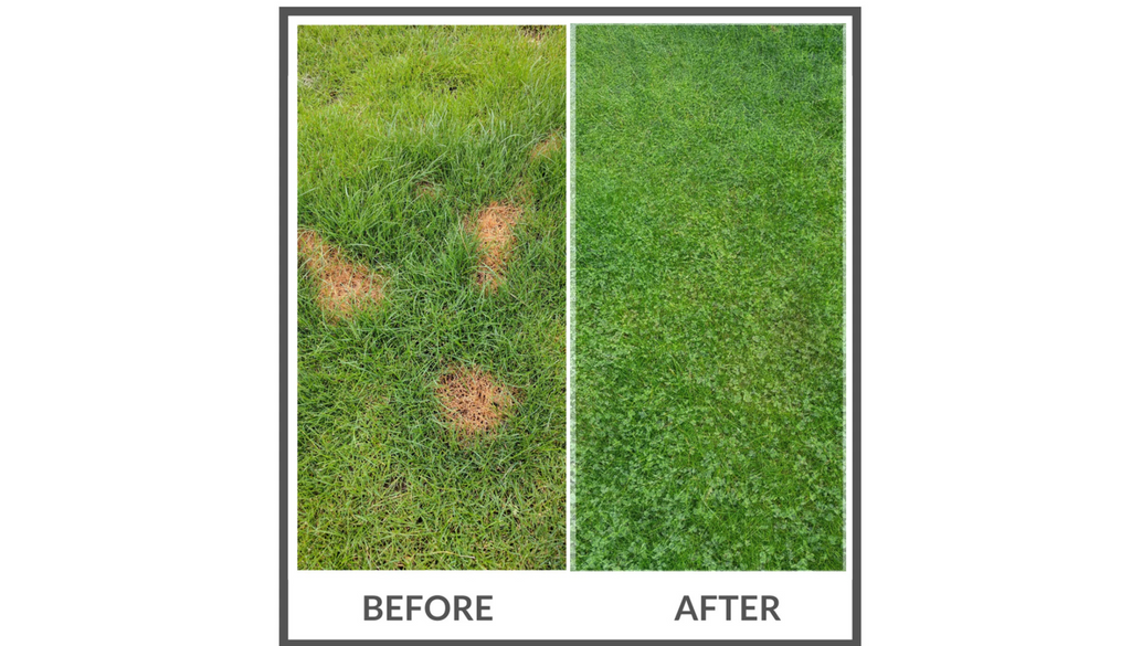 PetLawn™ Pet-Safe Lawn Mix