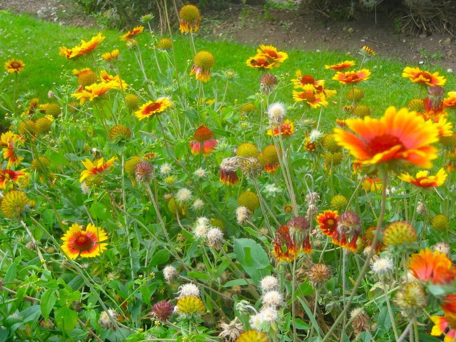 No Deer Here Seed Mix