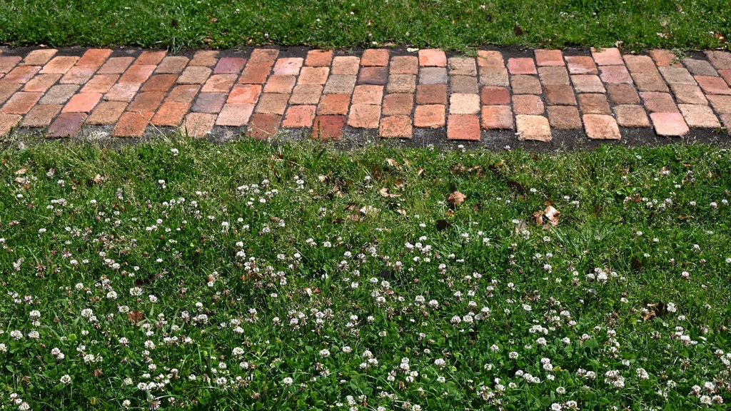 No-Mow Clover Lawn Mix