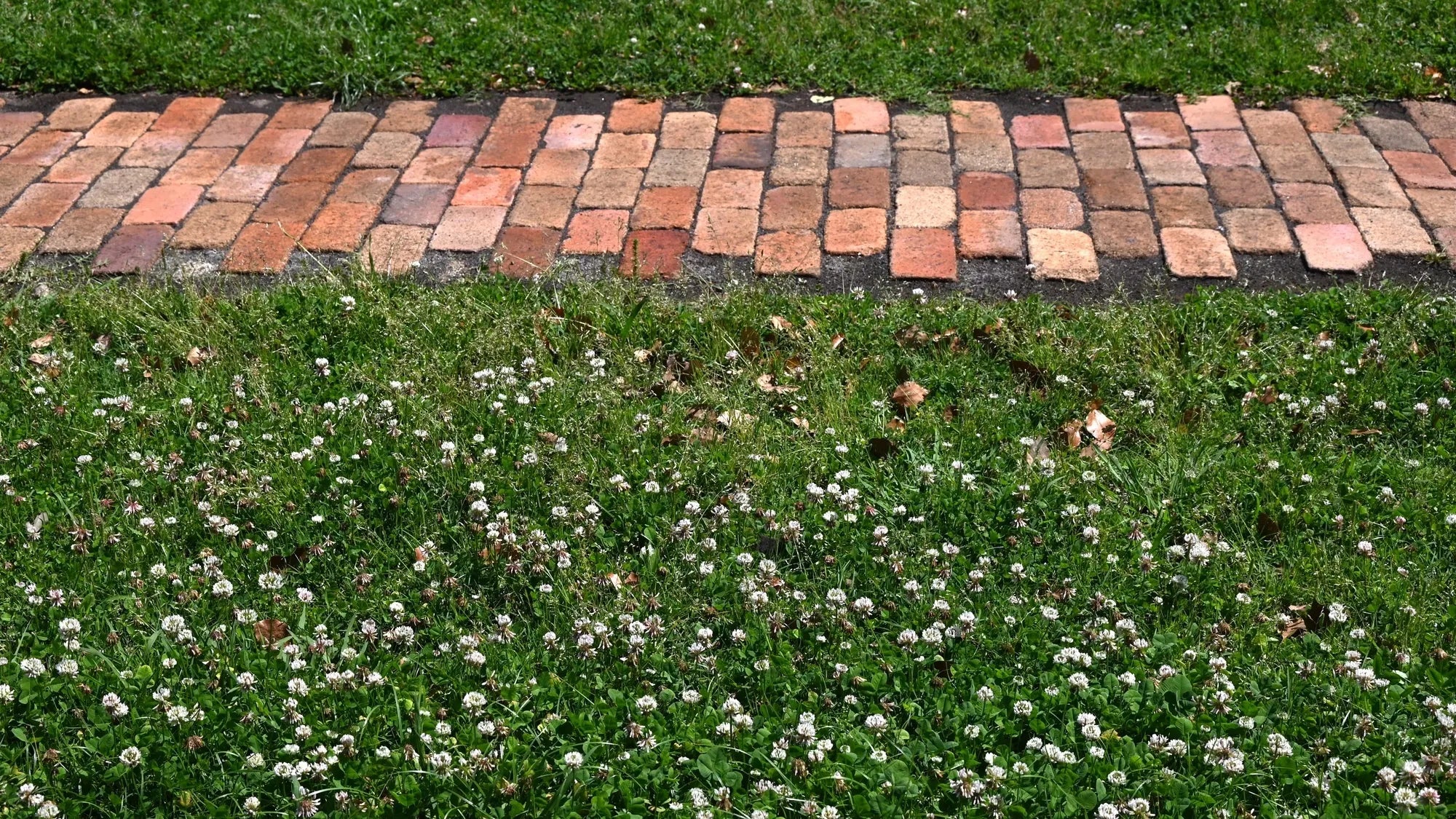 No-Mow Clover Lawn Mix