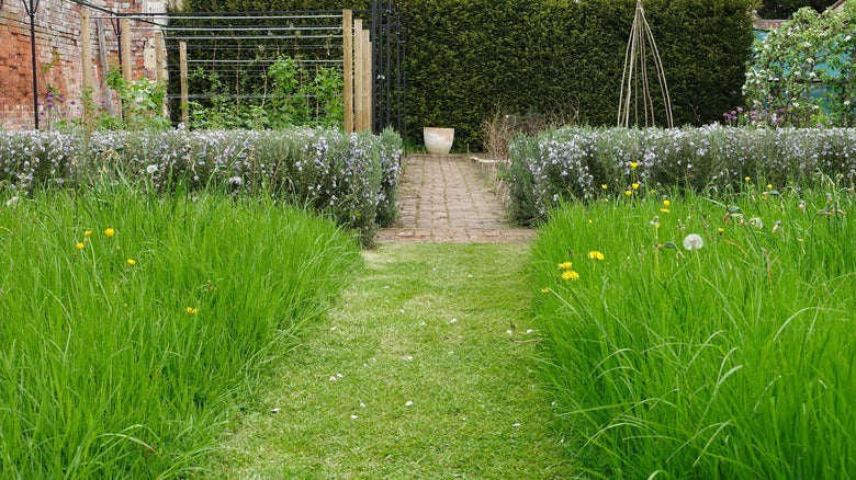 Meadowscaping Mix | Low-Maintenance Eco-Friendly Alternative Lawn Seed