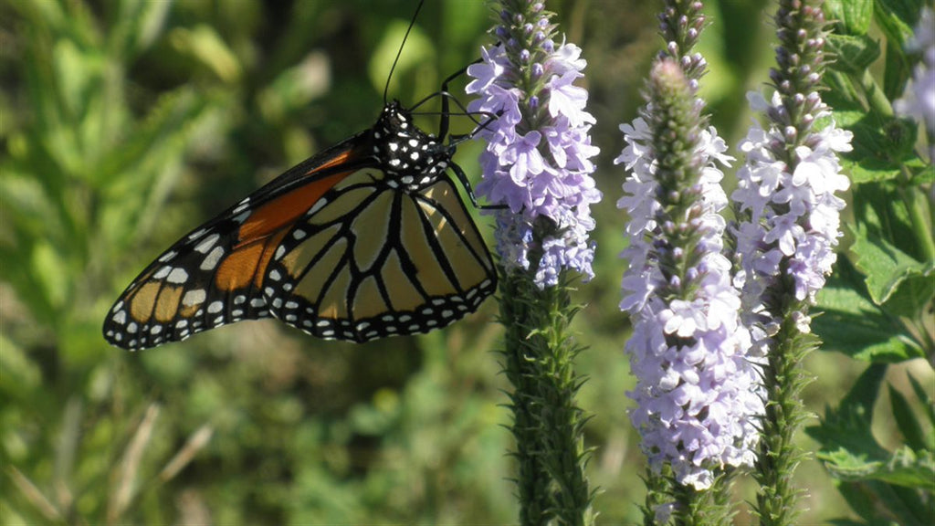 Monarch Meadow Seed Mix