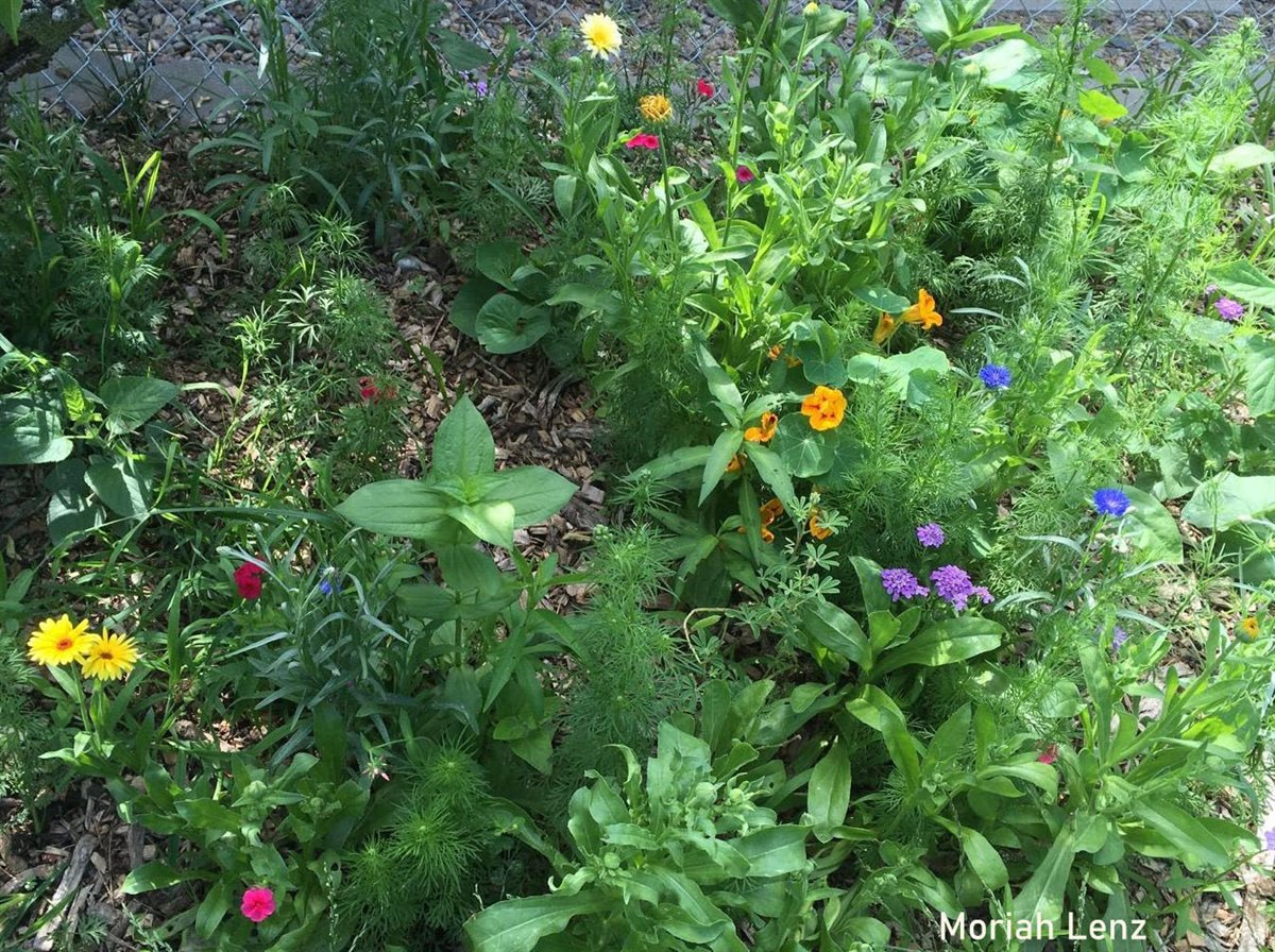 Hummingbird Haven Wildflower Mix – 22-Species Nectar-Rich Seed Blend