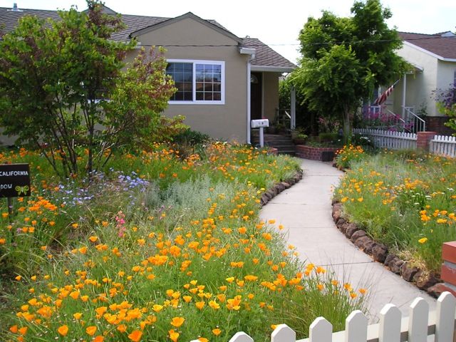 Meadowscaping Mix | Low-Maintenance Eco-Friendly Alternative Lawn Seed
