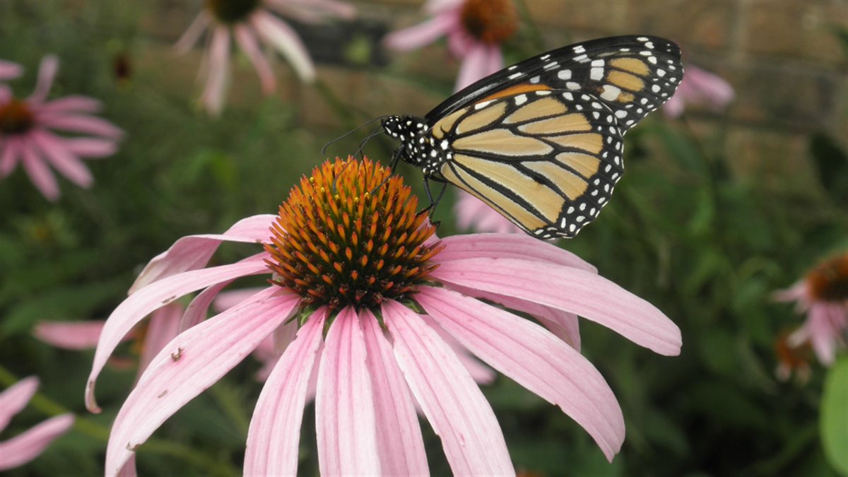 Monarch Meadow Seed Mix