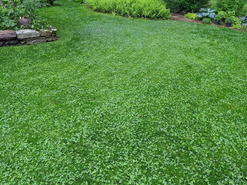 PetLawn™ Pet-Safe Lawn Mix