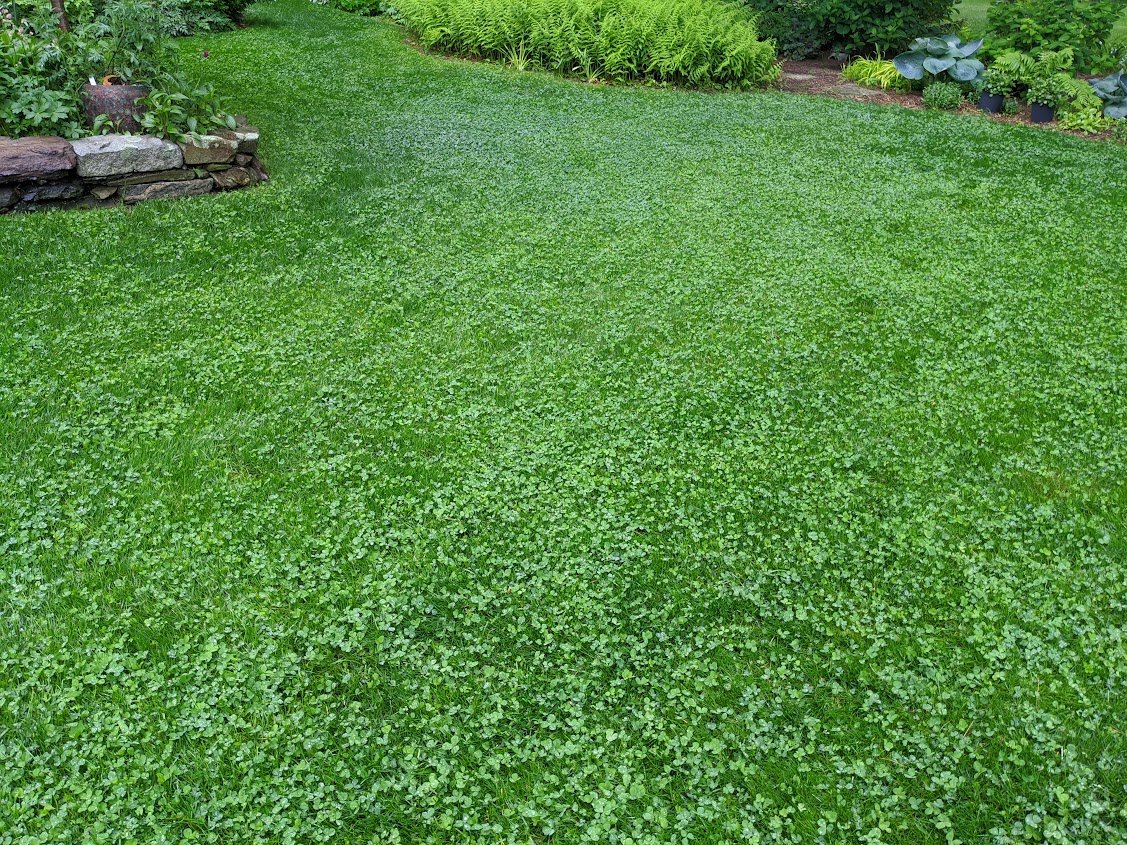 PetLawn™ Pet-Safe Lawn Mix
