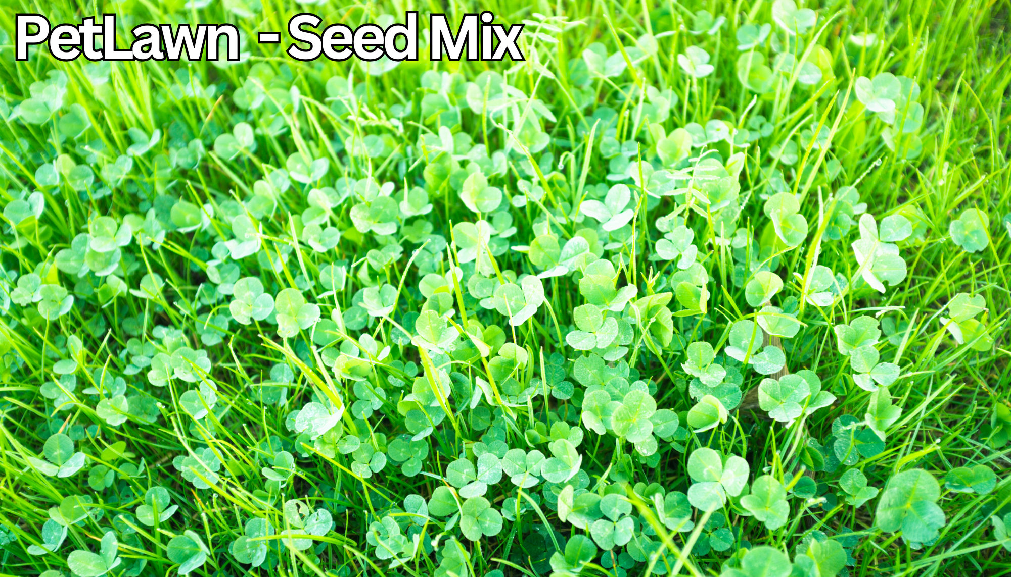 PetLawn™ Pet-Safe Lawn Mix