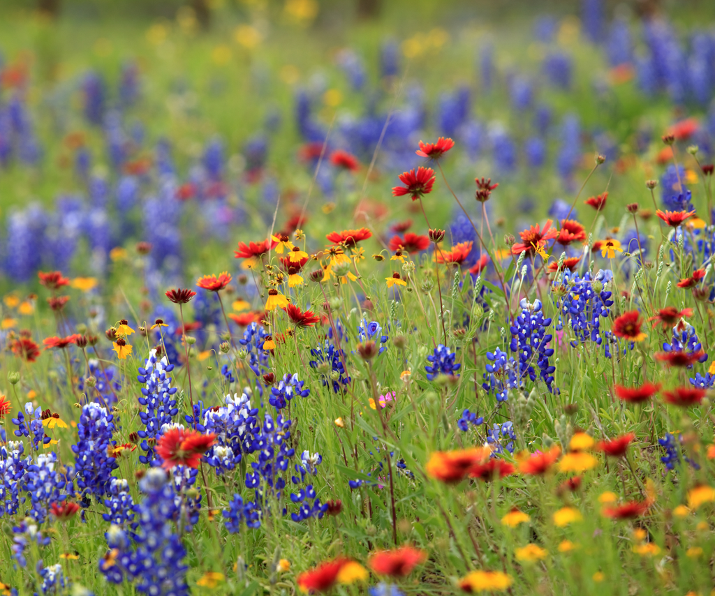 Lone Star Native Seed Mix