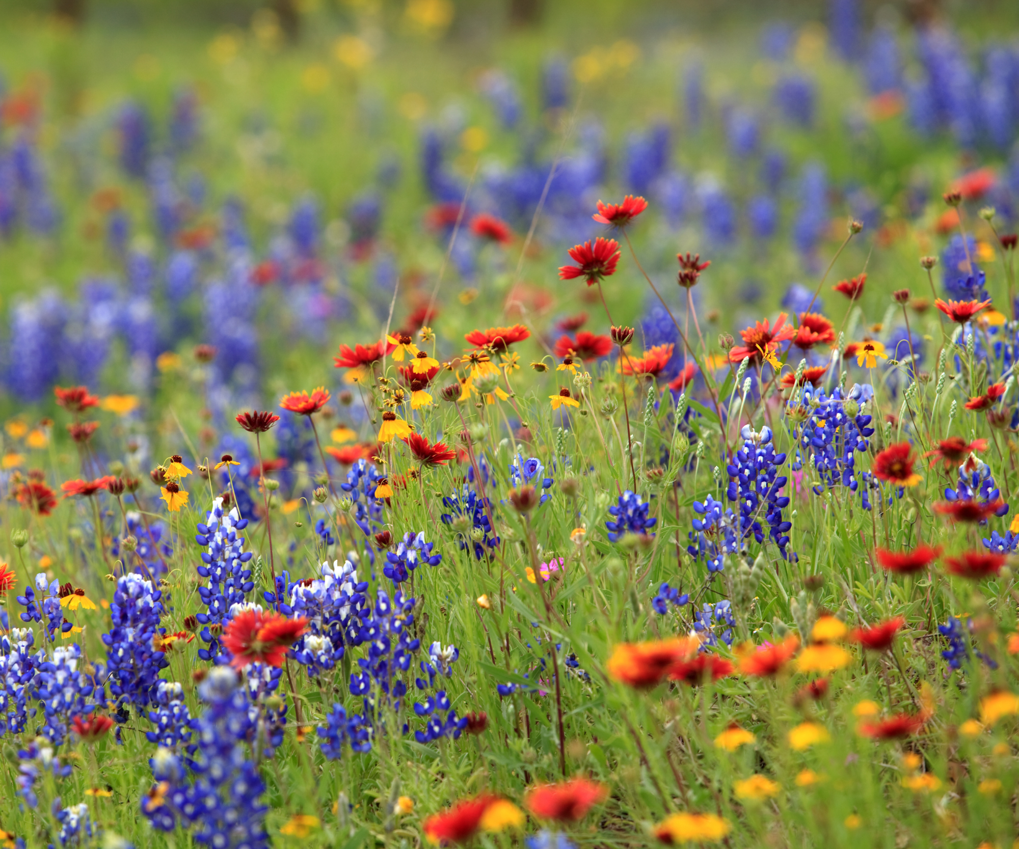 Lone Star Native Wildflower Mix – True Texas Wildflowers & Prairie Grasses