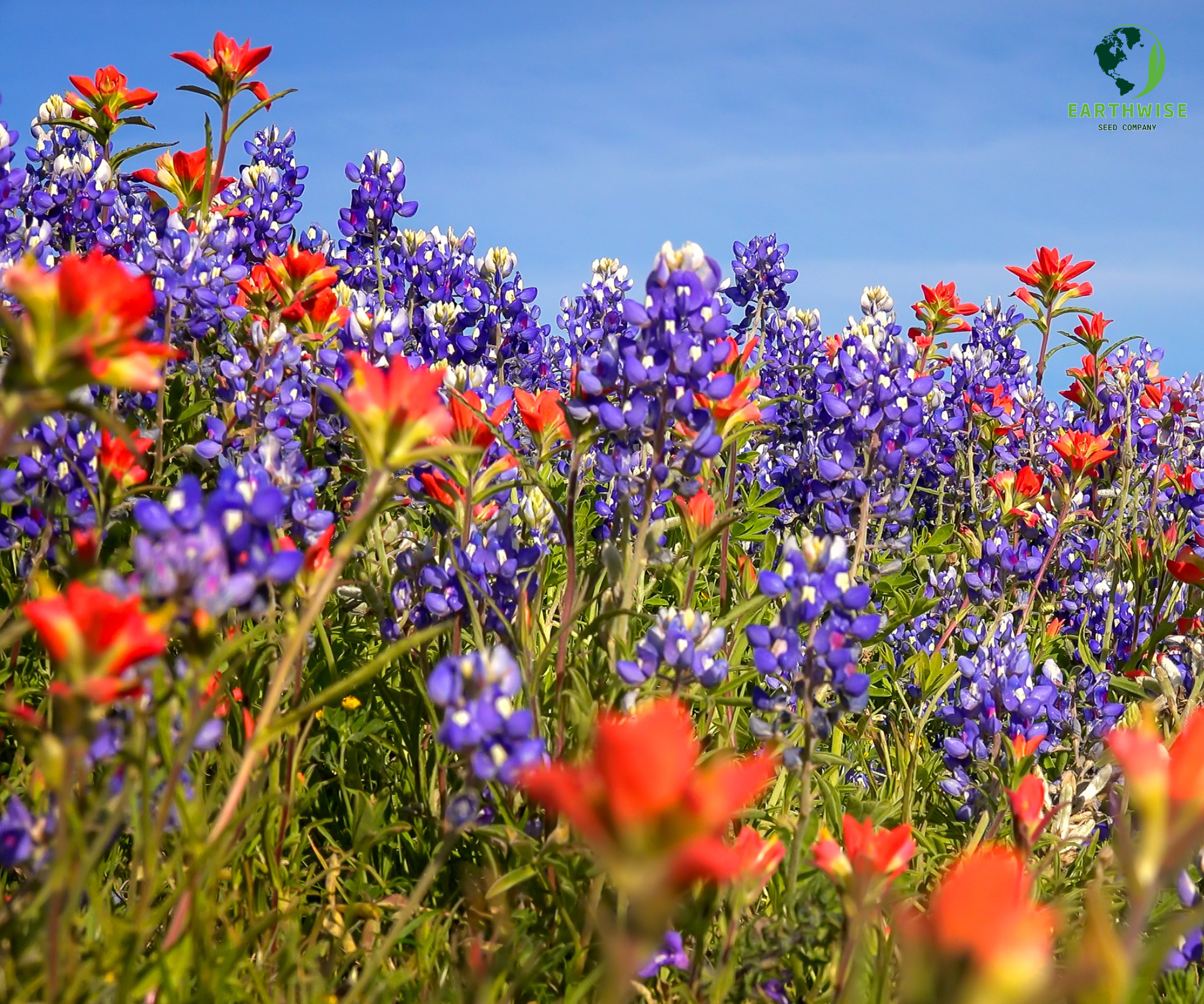 Lone Star Native Wildflower Mix – True Texas Wildflowers & Prairie Grasses