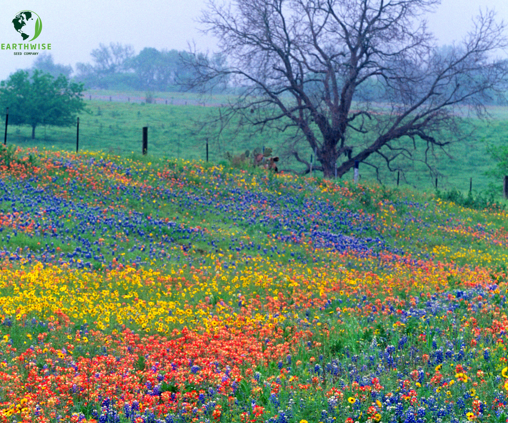 Lone Star Native Seed Mix