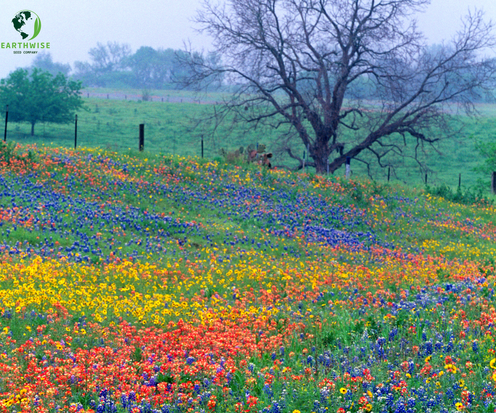 Lone Star Native Wildflower Mix – True Texas Wildflowers & Prairie Grasses